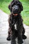 Black Goldendoodle Help & Information | Goldendoodle Savvy
