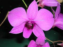 Cooktown Orchid Flower Essence Orchid Flower Orchids Flower Essences