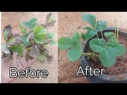 Great savings & free delivery / collection on many items. How To Revive A Dying Strawberry Plant Youtube