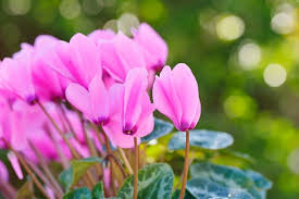 Tra i tanti fiori è possibile optare per le viole, le mammole, la violetta cornuta, i crocus, muscari e bellis perennis. Piante Da Regalare Per Un Compleanno Ecco Quali Scegliere