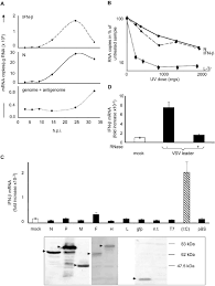 Inilah biodata notnot lidiawaty, gamers cantik yang sempat viral karena foto editan mirip dirinya beredar di internet. Ifn B Gene Activation Correlates With Measles Virus Transcription And Download Scientific Diagram