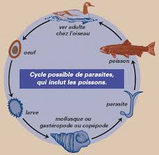 Maladies transmissibles communes à l'homme et aux animaux. Mffp Parasites Et Anomalies Des Poissons