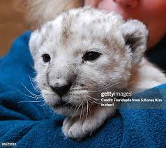 167 Leon Bustos Stock Photos, High-Res Pictures, and Images