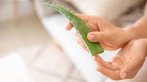 Dry soil that requires watering more than once a week. Does Aloe Help Sunburn Yes Here S Why It S The Best Home Remedy