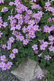 Image result for Oxalis purpurascens