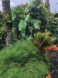 Image result for Pogonatherum paniceum