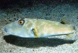 Image result for Sphaerocyperus