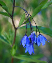 Aboriginal plant use floral emblems botanic gardens horticultural history botanical postage stamps christmas flowers music. Austrailian Bluebell Australian Flowers Australian Wildflowers Australian Native Flowers