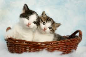The best gifs are on giphy. Baby Cat Pictures Download Free Images On Unsplash