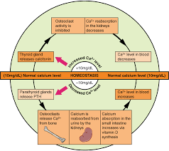 Maintaining Homeostasis Lessons Tes Teach