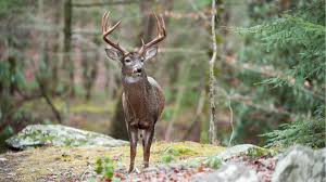How To Hunt Whitetails In Big Woods Meateater Hunting When the roof was being replaced in the late 1800s, grapeshot was found imbedded in the wood. how to hunt whitetails in big woods