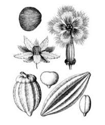 Image result for Telfairia pedata