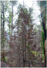 Image result for Podocarpaceae