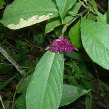 Image result for Psychotria djumaensis