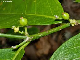 Image result for Suregada procera