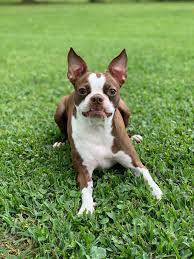 Are Boston Terriers Good With Other Dogs Hookd On Phoenix