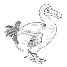 Dot to dot educational game and coloring book dodo bird animal cartoon character vector illustration. Drawing Of Dodo Dront Hand Sketch Of Bird Raphus Cucullatus Black And White Illustration Stock Illustration Adobe Stock