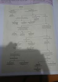 Make A Flow Chart Of Invertebrates In The Kingdoms Animalia