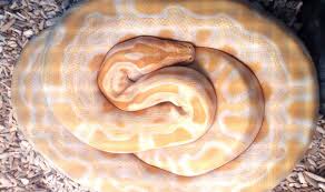 Often kept as pets, they are relatively harmless, although some species do possess a mild neurotoxic venom. Banana Ball Pythons A Complete Guide With Pictures And Facts Embora Pets