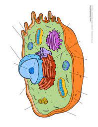 Check spelling or type a new query. Blank Animal Cell Diagram 350 Tim S Printables