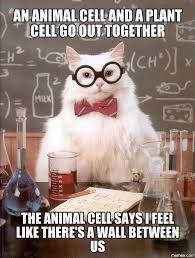 An Animal Cell And A Plant Cell Go Out Together The Animal Cell Says I Feel Like Chemistry Cat Chemistry Jokes Chemistry Humor