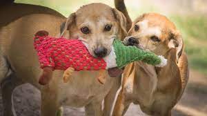 Sachspenden Soi Dog Foundation