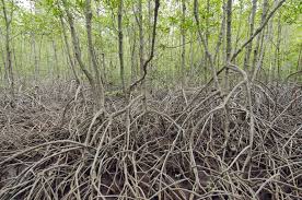 Image result for Rhizophora racemosa