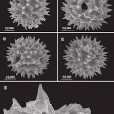 Image result for Vernonia zanzibarensis