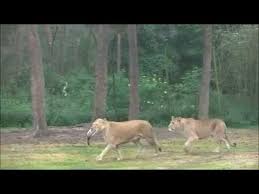 Enige echte actieve groep van safaripark beekse bergen en dierenrijk europa. Safaripark Beekse Bergen 2016 Autosafari Youtube