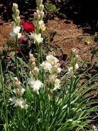 Polianthes Tuberosa Plants Planting Flowers Summer Flowering Bulbs