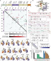 Mutations can occur during dna replication if errors are made and not corrected in time. The Dynamic Conformational Landscape Of The Protein Methyltransferase Setd8 Abstract Europe Pmc