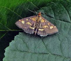 Image result for Pyrausta purpuralis