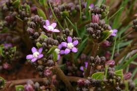 Image result for Raphionacme lanceolata