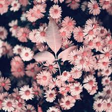 Peonies have captivated people for centuries and are native to asia, north america and southern europe. Flowers Pink And Plants Image 7689950 On Favim Com