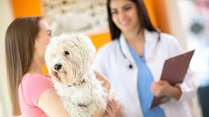Harbor animal hospital torrance, ca 90501. Our Services In Baton Rouge La Vca All Pets Animal Hospital