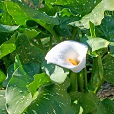 Image result for Zantedeschia aethiopica