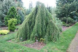 Check spelling or type a new query. Weeping Bald Cypress Taxodium Distichum Cascade Falls Pat