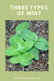 It is popular for its green tea infusions that are know to. Three Types Of Mint Home Garden Joy