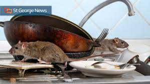 These guys are awesome pest control, the best in st. Cold Weather Brings Mice Into Homes Usu Extension Offers Tips For Prevention Catching Or Removal St George News