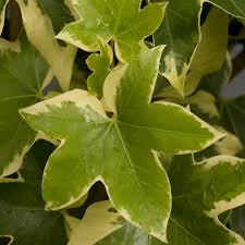 Image result for × Fatshedera