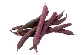 Image result for Leucas princei