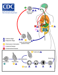 Image result for Sarcoptes scabiei life cycle