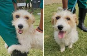 Chris Cornell's daughter sings 'Hallelujah' for father & Chester Bennington