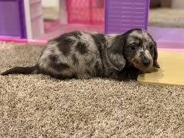 All of our miniature dachshunds are our family pets and raised in our home, along with all of their puppies. Central Illinois Miniature Dachshunds Home Facebook