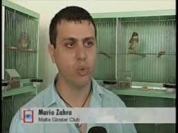 Canary hazard roller € 14. The Gloster Fancy Canary Book Launch Malta Youtube