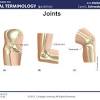 Long bones, especially the femur and tibia, are subjected to most of the load during daily activities and they are crucial for skeletal mobility. 1