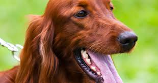 There are so many shows and movies to choose from that it seems almost impossible to choose what to watch. Viruses Of The Mind The Great Irish Setter Epidemic Of 1963 Psychology Today