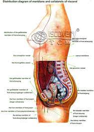 Name different levels of structural organization that make up the human body, and explain their relationships. Pin By Rock Attracted On Medical Study Info Body Organs Diagram Human Body Organs Human Body Internal Parts