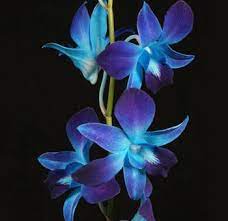 Pin By Tabatha Turner On Outdoors Blue Orchid Flower Blue Dendrobium Orchids Blue Orchids