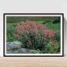 Image result for Centranthus